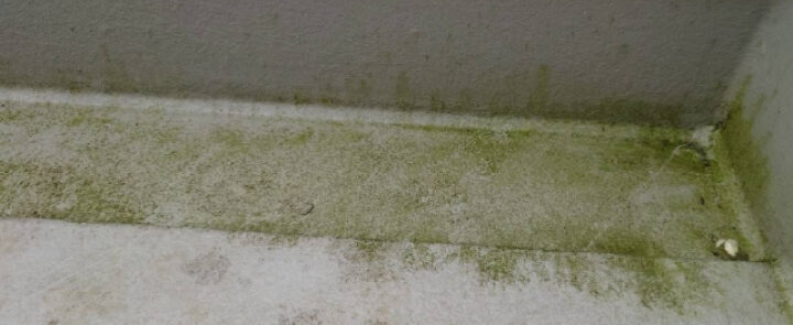 植物や苔の発生